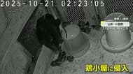 遭遇したら「クラクション鳴らさないで」各地でクマ出没…山形でブランド地鶏食い荒らし 札幌では初の緊急銃猟で駆除 登山道閉鎖に“紅葉スポット”にも影響