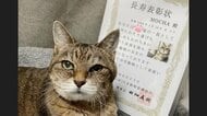 「いつもありがとう」22歳の“おばあちゃん猫”が長寿で表彰…人間で例えると104歳! 秘訣を飼い主に聞いた