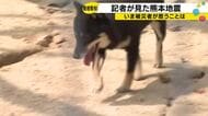 「犬50匹を手放す」震度7・宇城市の現実―報道が届かない被災地の叫び