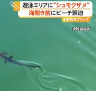 「絶対に近づかないで」遊泳エリアに“ハンマーヘッドシャーク”出没…海水浴解禁前もマリンスポーツ禁止に　大分市・田ノ浦ビーチ