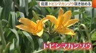 トビシマカンゾウ　例年より早く開花　観光客も笑顔【新潟・佐渡市】