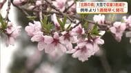 「かづの北限の桃」例年より1週間早く開花　かれんな花咲かせるも大雪被害で収量3割減か　秋田・鹿角市