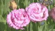 八代地域でトルコギキョウの出荷【熊本】