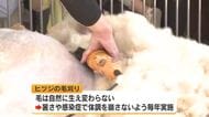 夏を前に「ヒツジの毛刈り」　広島市の安佐動物公園