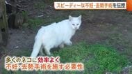 【ネコ】過剰な繁殖防止へ…スピーディーな“不妊・去勢手術”を新潟県内の獣医師に伝授「責任感・使命感持って臨んで」