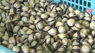 中海産“赤貝”出荷規制解除「下痢性貝毒」規制値下回り12日から出荷再開へ　原因は不明のまま（島根）