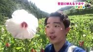 【高知】香北町に顔ほどの巨大花《フヨウ》600本「町を元気にしたい」83歳男性の生きがい