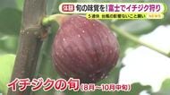 台風の影響ないことを願い　旬の味覚の収穫体験を！シャインマスカットやイチジクのブドウ狩り