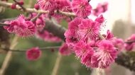 高岡古城公園で梅の花が満開　可憐な赤や白の花が来園者を楽しませる