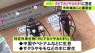 幼虫潜む木には“痕跡”が…サクラの木など枯らす特定外来生物『クビアカツヤカミキリ』被害防止のための講習会