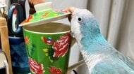 「無駄ですよね…」蓋を開ける賢いインコに飼い主が“敗北感”…可愛いからイタズラもOK？普段の様子を聞いた