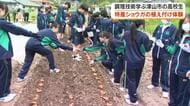 調理学ぶ地元高校生がショウガの栽培作業を体験…年間約７トン出荷する県内有数の産地・津山市【岡山】