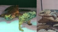 【独自】福岡市「は虫類カフェ」高額トカゲ窃盗 男が出頭 防犯カメラに犯行一部始終