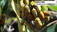 アカギカメムシ 木の葉に集団 宮崎県