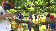若狭町で児童がナシに袋をかける作業に挑戦!