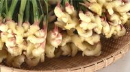 亡き父の志を受け継ぎ…特産“出西しょうが”作り 異常気象にも負けず初めての収穫「なんとかここまで来れた」【島根発】