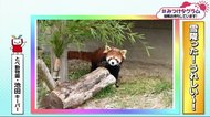 みつけタグラム 雪のとべ動物園で動物たちは…【愛媛】