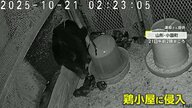 遭遇したら「クラクション鳴らさないで」各地でクマ出没…山形でブランド地鶏食い荒らし　札幌では初の緊急銃猟で駆除　登山道閉鎖に“紅葉スポット”にも影響