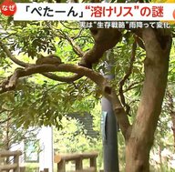 「かわいい！」木の上や地面にぺた～んと腹ばい…“溶けリス”　「暑さで溶けた」と話題　実は体温を下げるための生存戦略　