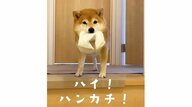 「ハイ！ハンカチ！」赤ちゃんの泣き声を聞いた“兄”柴犬の姿が健気…普段の仲を母親に聞いてみた