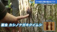わずか5ミリの害虫が原因⁉ 樹木の伝染病「ナラ枯れ」土地の所有者不明で対策進まず...【広島発】