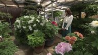 百花の王“ボタン”に魅せられ自宅に“花園”を…県外からの客が訪れるほど大人気に 【岡山発】