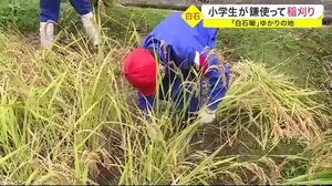 歴史の舞台となった「八枚田」で、小学生が鎌使って稲刈り 「白石噺」ゆかりの地〈宮城・白石市〉