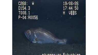 日本初!高級魚「のどぐろ」が海底を泳ぐ姿を撮影成功…どれだけすごいことなのか聞いてみた