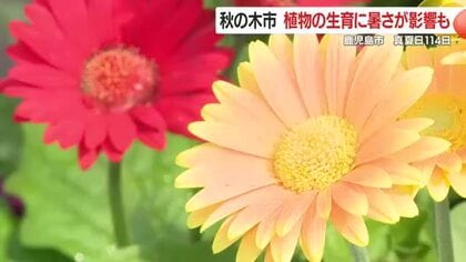 鹿児島市は15日も真夏日　厳しい残暑の中、恒例「秋の木市」始まる　