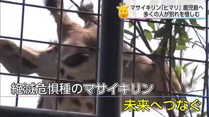 マサイキリン「ヒマリ」が嫁入りへ　宮崎市フェニックス自然動物園でお別れ会　