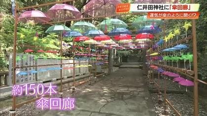 【高知】運気も開く150本の「傘回廊」仁井田神社に初登場　新生活の気疲れ癒やすスポットに