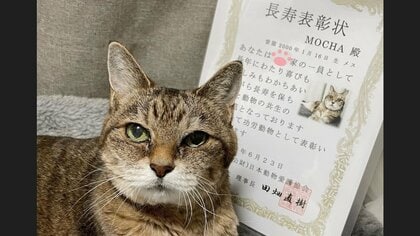 「いつもありがとう」22歳の“おばあちゃん猫”が長寿で表彰…人間で例えると104歳! 秘訣を飼い主に聞いた