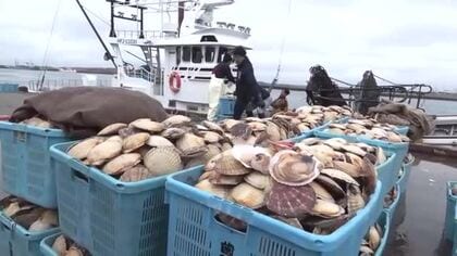 「刺身が一番おいしい！」北海道根室市で”春のホタテ漁”スタート―中東情勢緊迫化による燃料高騰で節約も