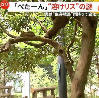 「かわいい！」木の上や地面にぺた～んと腹ばい…“溶けリス”　「暑さで溶けた」と話題　実は体温を下げるための生存戦略　