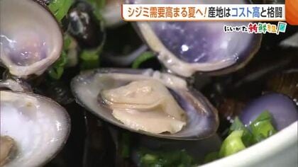 旬到来！大粒で身入り良好な“新潟県産シジミ”　丑の日は“ウナギ＋シジミ”で夏バテ防止を