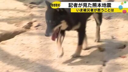 「犬50匹を手放す」震度7・宇城市の現実―報道が届かない被災地の叫び