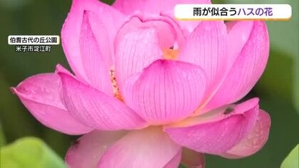 天気）山陰地方…3日は「1日だけ回復」 米子市の「伯耆古代の丘公園」では88種類のハスが見頃 