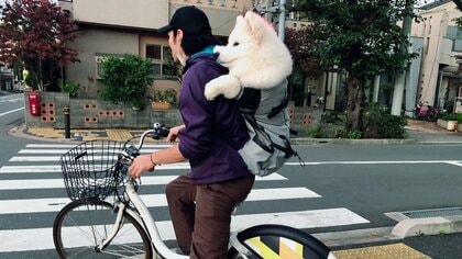 飼い主のリュックに収まる「サモエド」に二度見必至!?  真っ白な“ムクムクボディ”にほっこりする