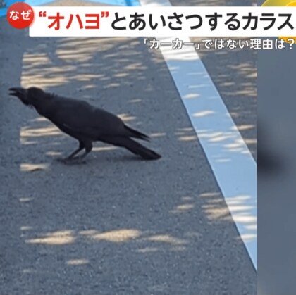 「オハヨ！オハヨ！」賢い“あいさつ”カラス登場に撮影者「知り合いかと思った」　普通は「カーカー」なのに…人のマネ？　新潟市