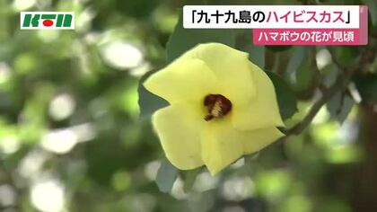 「九十九島のハイビスカス」　鮮やかな黄色い花・ハマボウが長崎県佐世保市で見頃