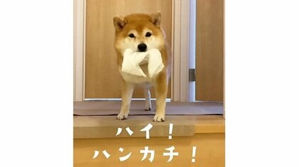 「ハイ！ハンカチ！」赤ちゃんの泣き声を聞いた“兄”柴犬の姿が健気…普段の仲を母親に聞いてみた