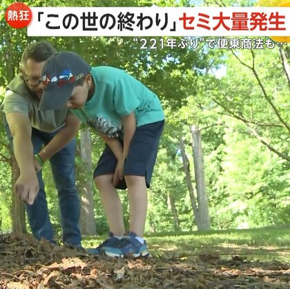 「この世の終わり」「セミゲドン」2種類のセミが同時に大量発生　“221年ぶり”で便乗商法も　アメリカ・イリノイ州