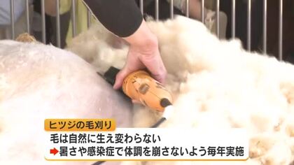 夏を前に「ヒツジの毛刈り」　広島市の安佐動物公園