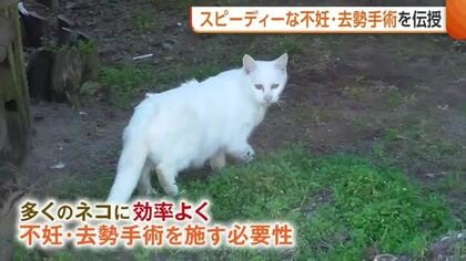 【ネコ】過剰な繁殖防止へ…スピーディーな“不妊・去勢手術”を新潟県内の獣医師に伝授「責任感・使命感持って臨んで」