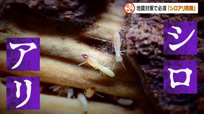 知らぬ間に家の柱がスカスカに…「シロアリ被害」自己確認で地震による全壊を防ぐ【備えのツボ岡山・香川】
