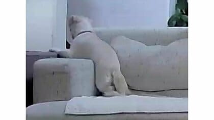 「1時間前からずっと玄関を凝視」ペットカメラで見た飼い主を待つ愛犬の姿がけなげ…帰宅時の様子は？その後を聞いた