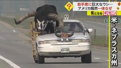 【騒然】助手席に巨大なウシ！？　フロントガラスやルーフを半分外した特別仕様　ウシの名前も話題に　米・ネブラスカ