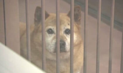 犬や猫は「もの」? 悪質ブリーダーによる虐待など後絶たず 飼育崩壊でも「所有権」に阻まれ保護困難 命をどう守る