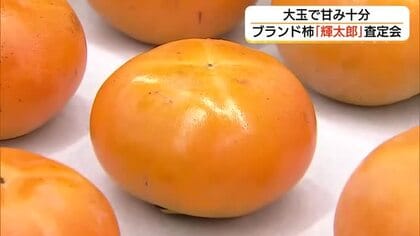 鳥取のブランド柿「輝太郎」の査定会　猛暑乗り越え「大玉で甘い」仕上がりに（北栄町）