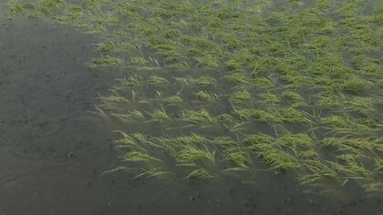 【台風10号】田んぼ水没…品薄続く米の収穫に影響「時間は倍くらいかかる」大根、ジャガイモ、ピーマン、ほうれん草も更に値上げ